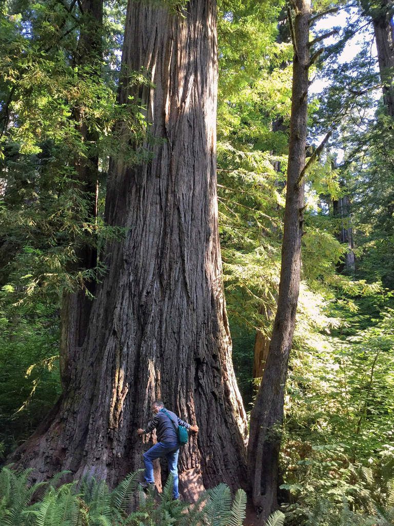 Jedediah Smith Redwoods Simpson Reed trail