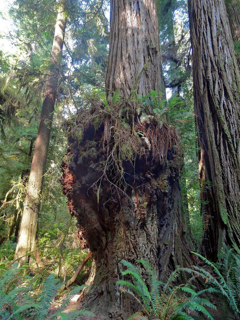 Jedediah Smith Redwoods Simpson Reed trail