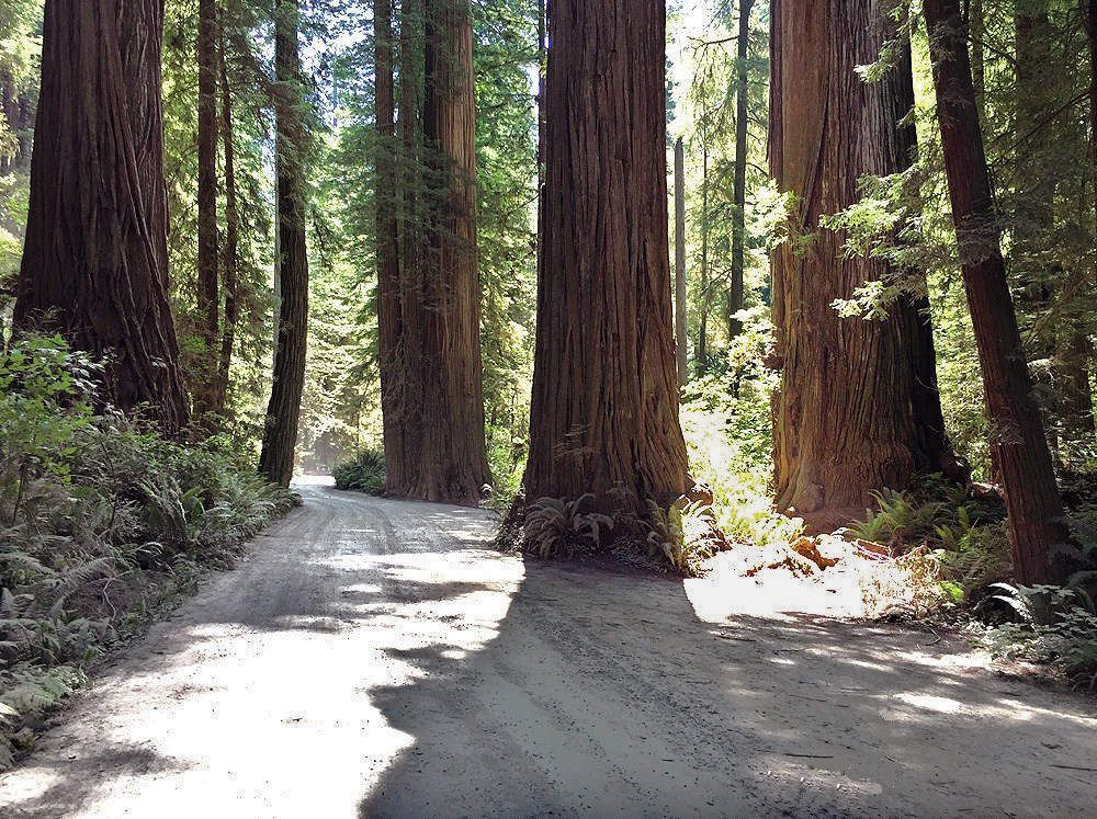 Jedediah Smith Redwoods Howland Hill road