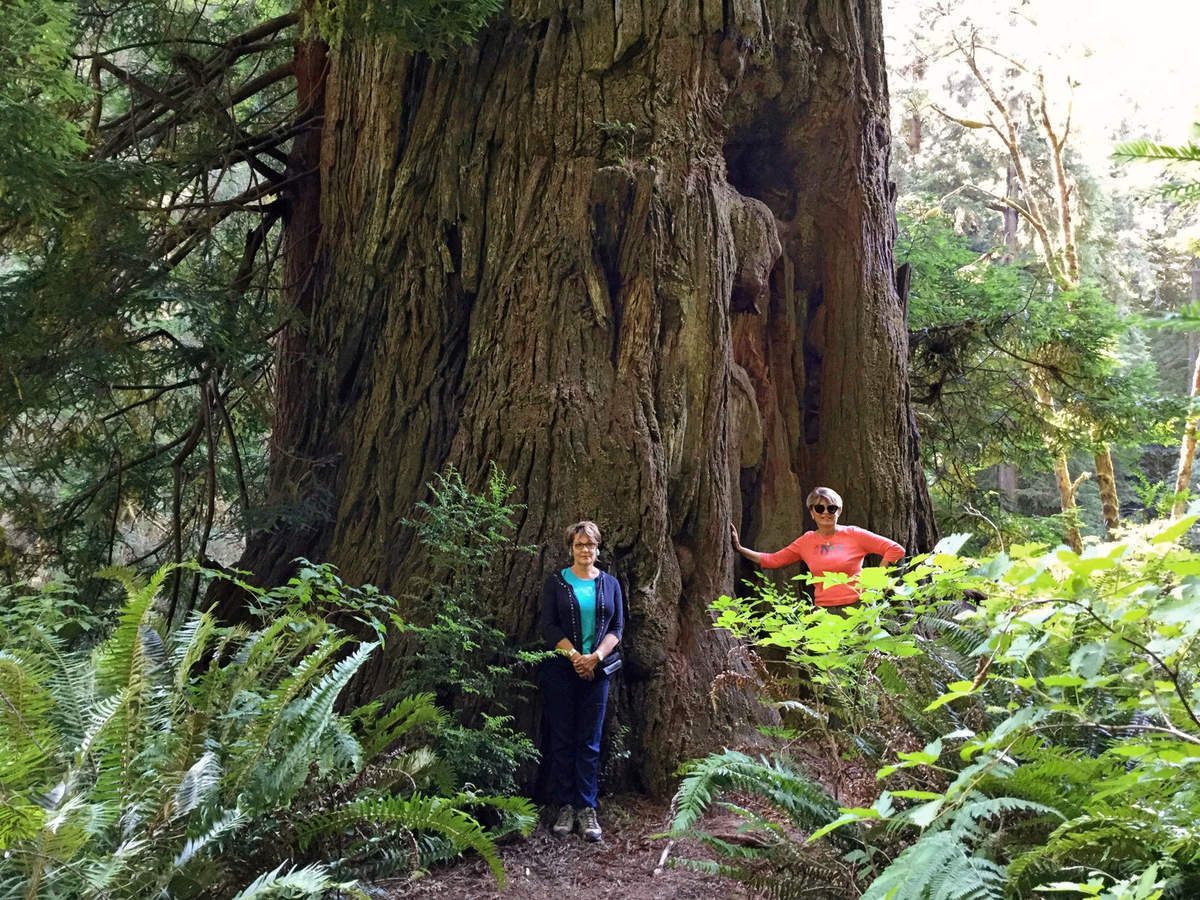 Redwoods Big Tree Wayside