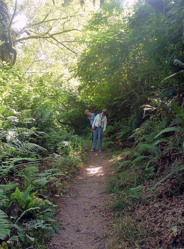 Yurok Loop trail