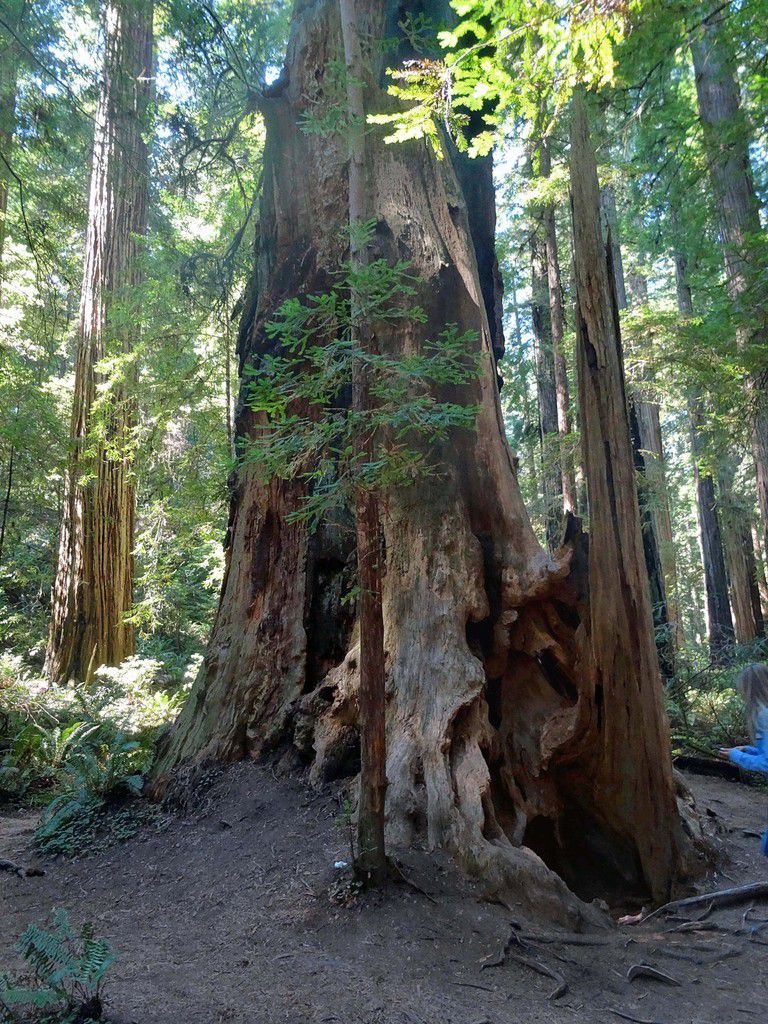 Jedediah Smith Redwoods Stout Grove