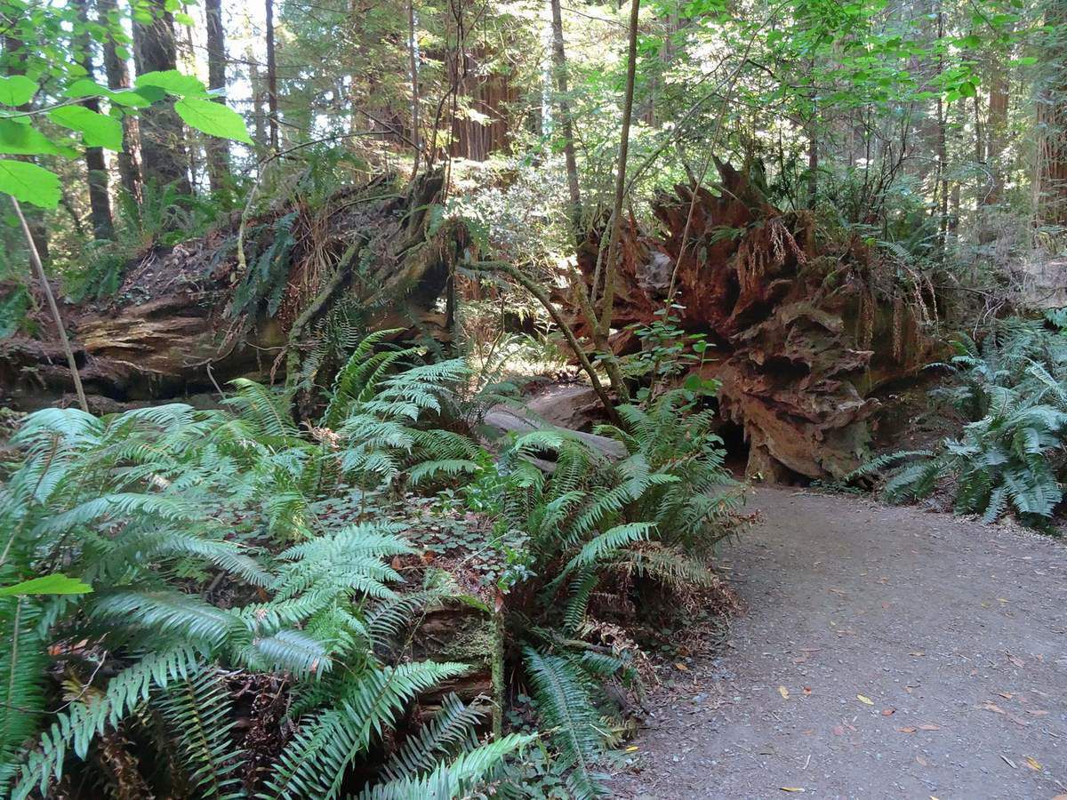 Jedediah Smith Redwoods Stout Grove