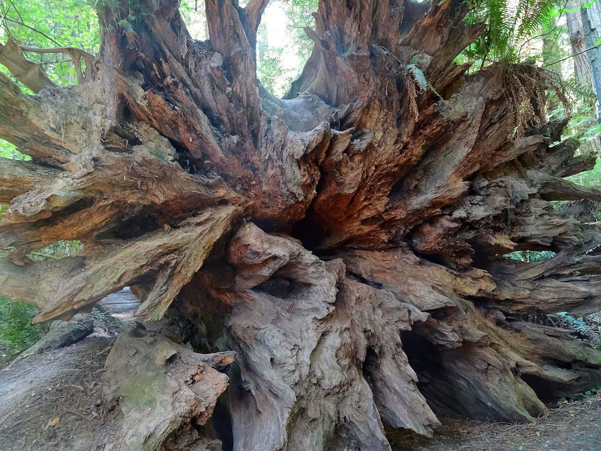 Jedediah Smith Redwoods Stout Grove