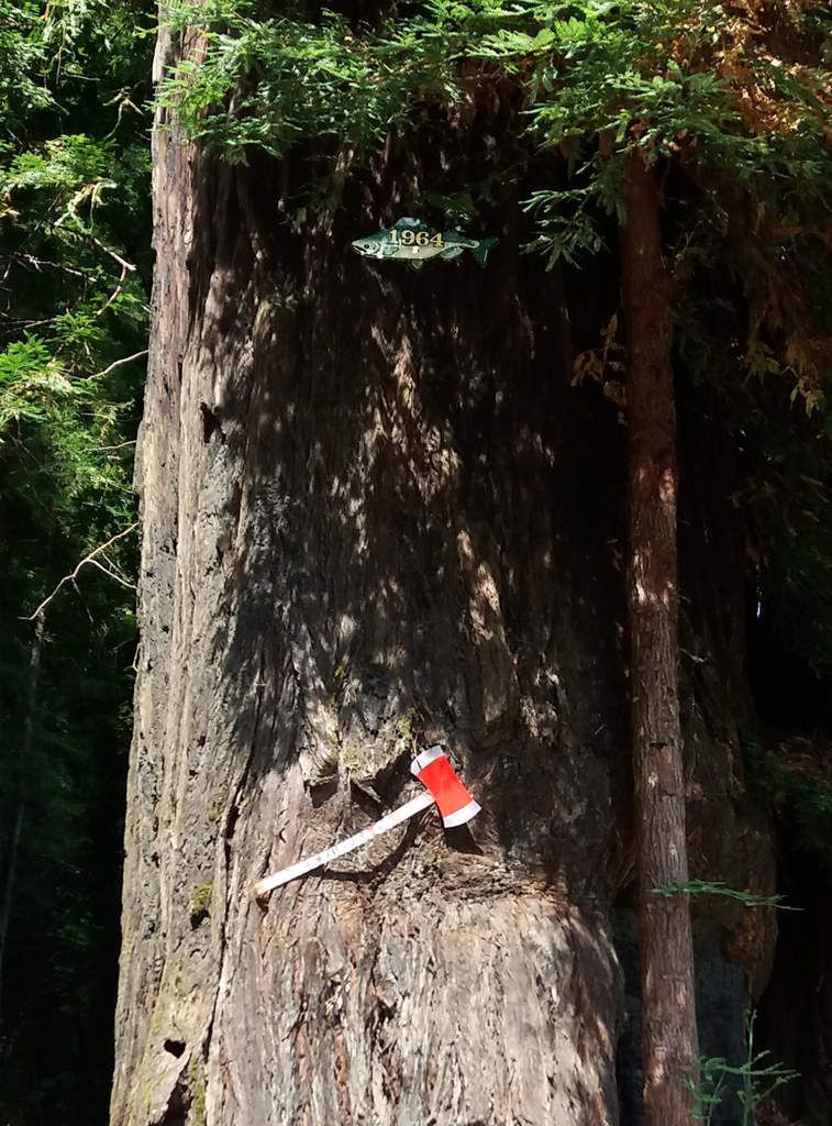 Avenue Of The Giants Immortal tree