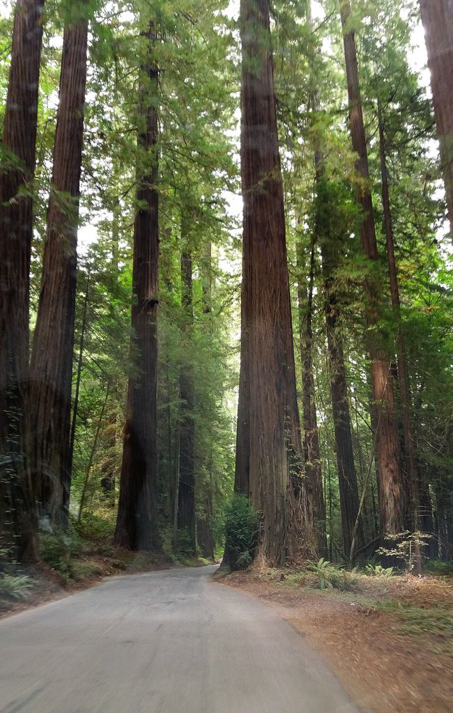 Avenue of The Giants