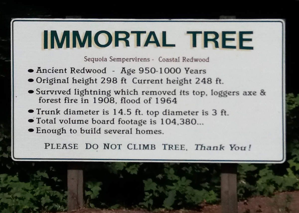 Avenue Of The Giants, Immortal Tree Infos