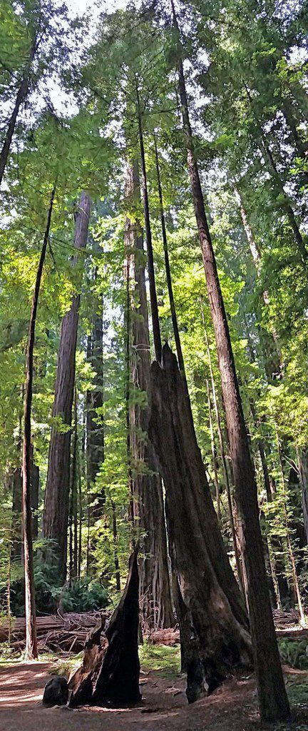 Avenue Of The Giants, Founders Grove