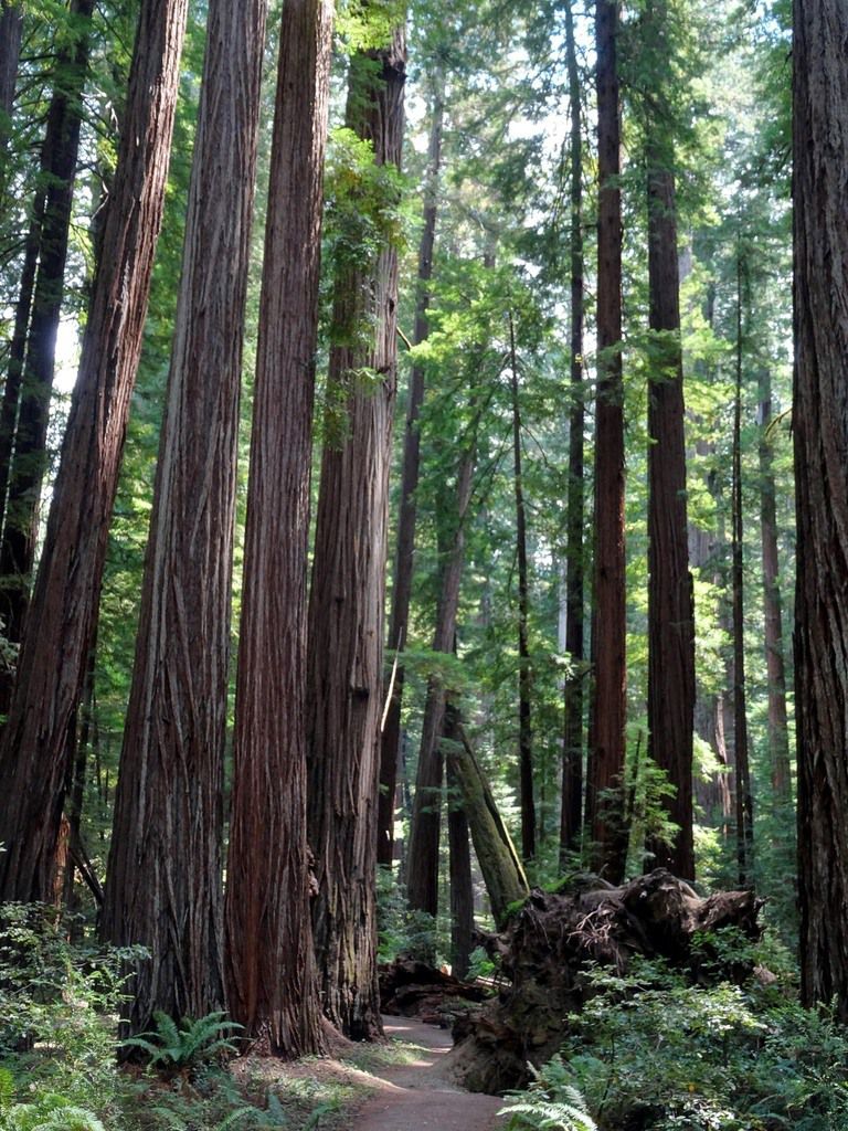 Avenue Of The Giants, Founders Grove