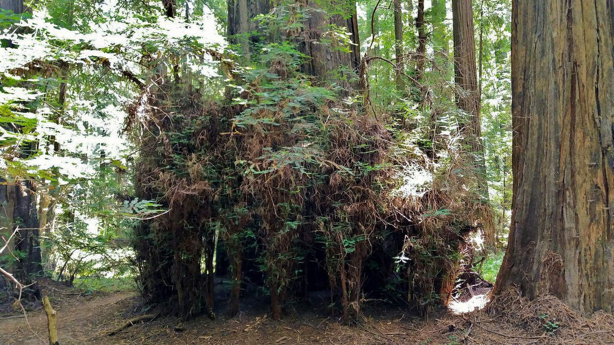 Avenue Of The Giants, Founders Grove