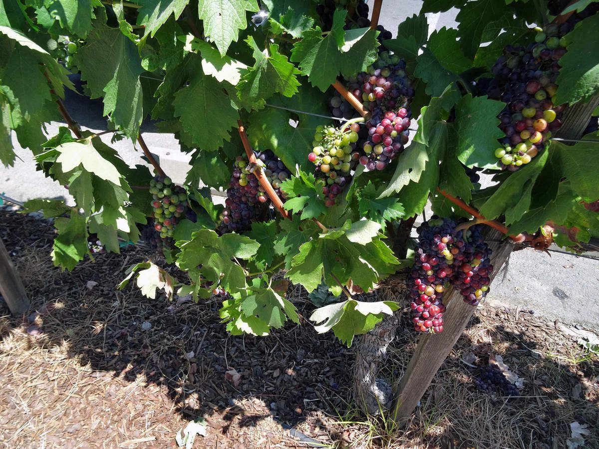 Castello Di Amorosa, Napa Valley