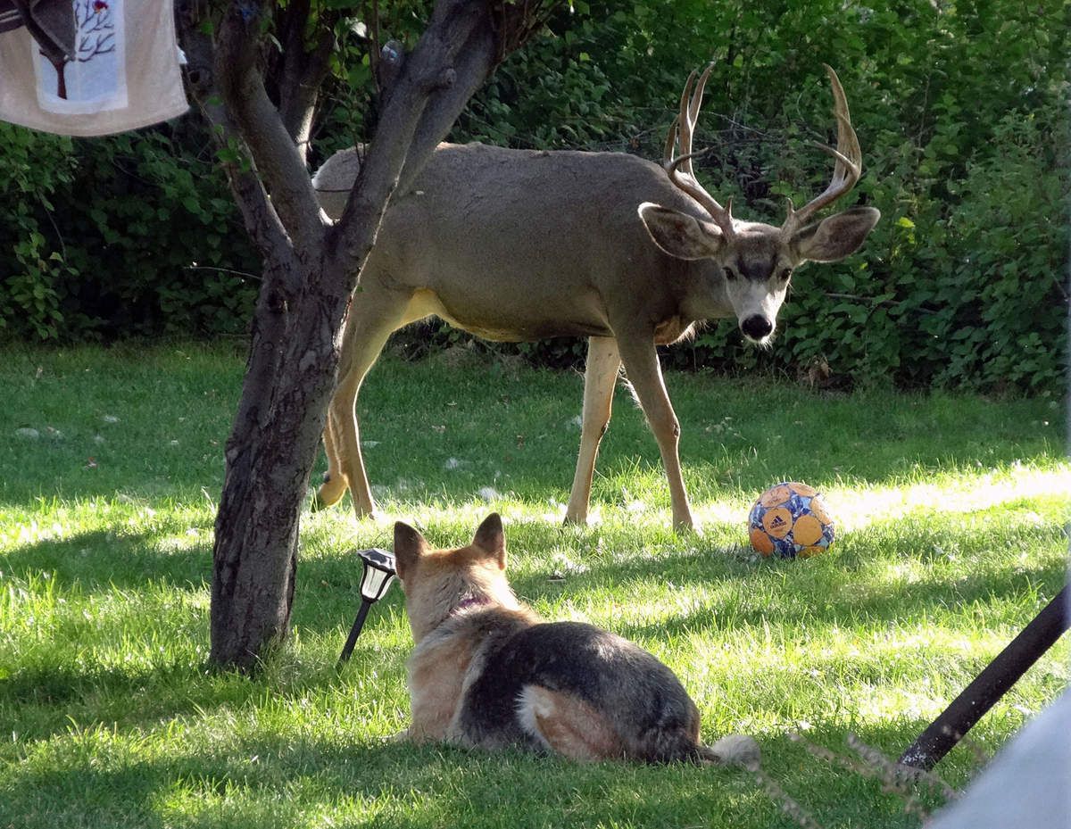 Thermopolis Deer
