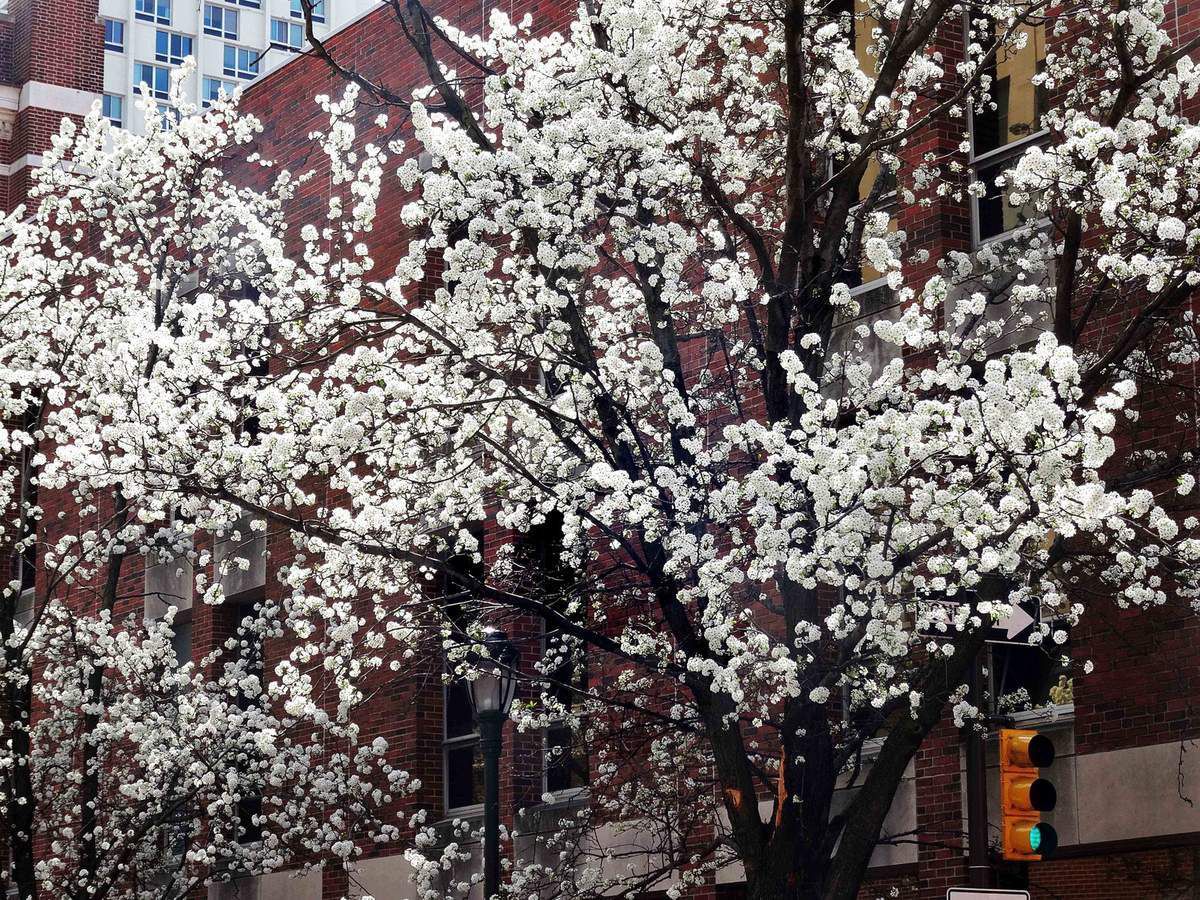 Philadelphie cerisier en fleurs