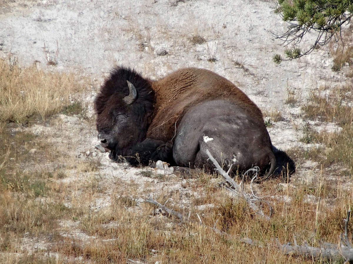 Yellowstone Firehole Lake Drive bison