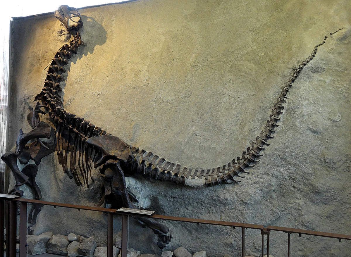 Dinosaur Quarry Exhibit Hall Camarasorus