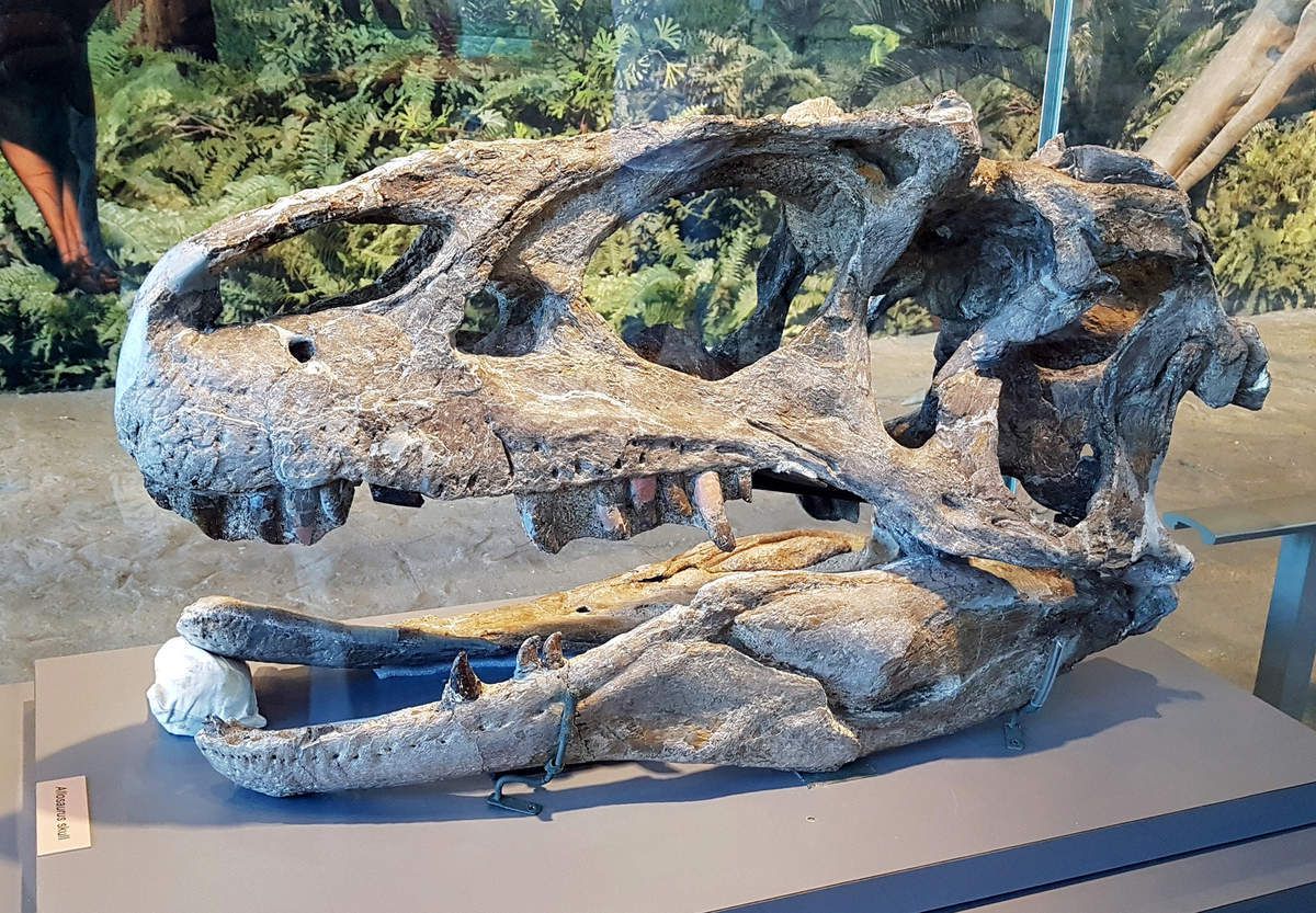Dinosaur Quarry Exhibit Hall Crane d'Allosaure