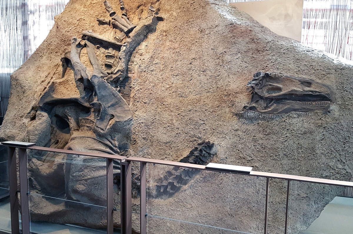 Dinosaur Quarry Exhibit Hall Allosaurus