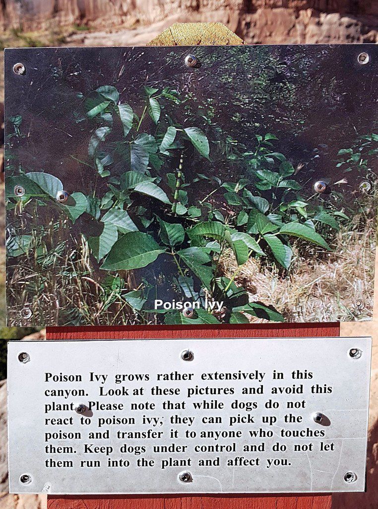 Grandstaff Canyon trail Poison Ivy