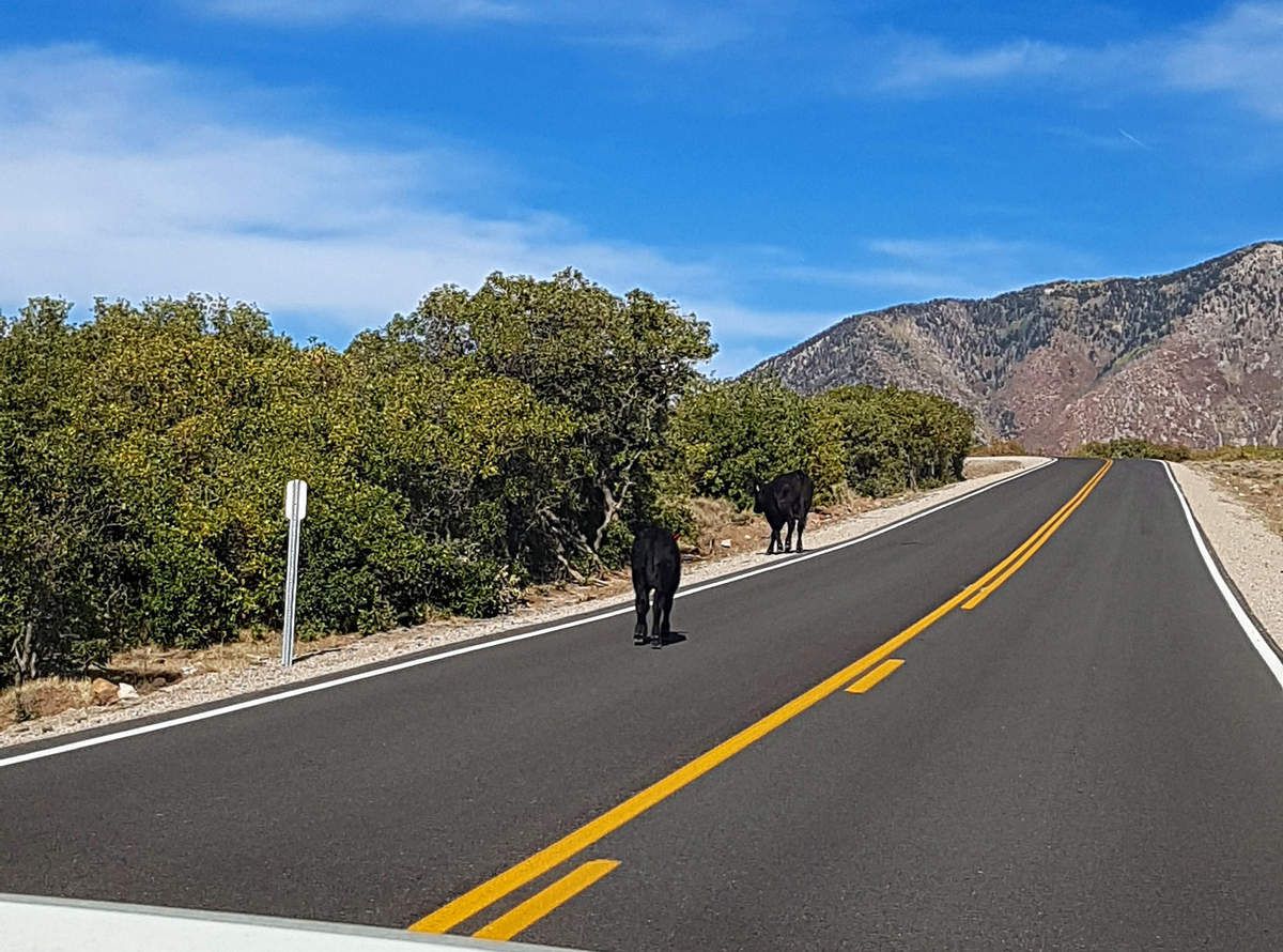 La Sal Mountain loop