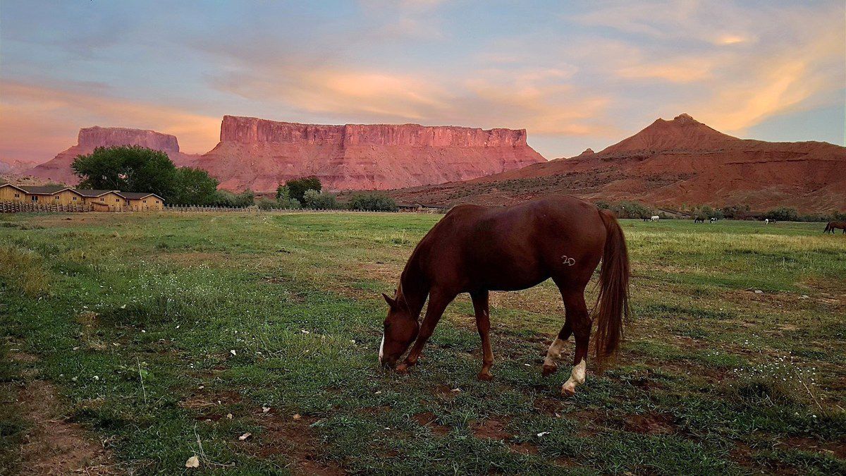 Red Cliffs Lodge cheval crépuscule