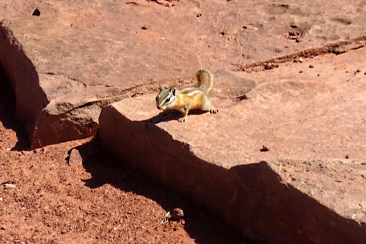 Dead Horse Point chipmunk