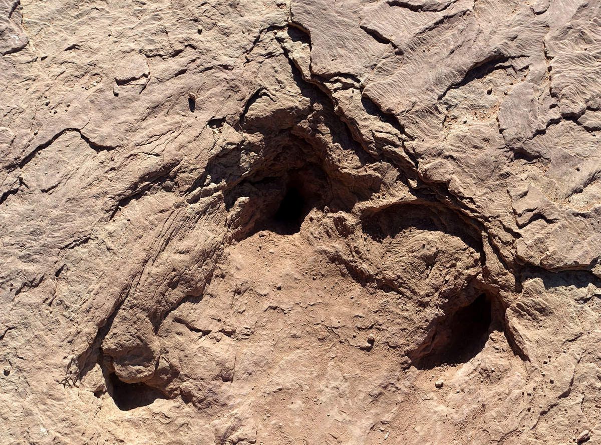 Copper Ridge Dinosaur tracks Allosaurus track