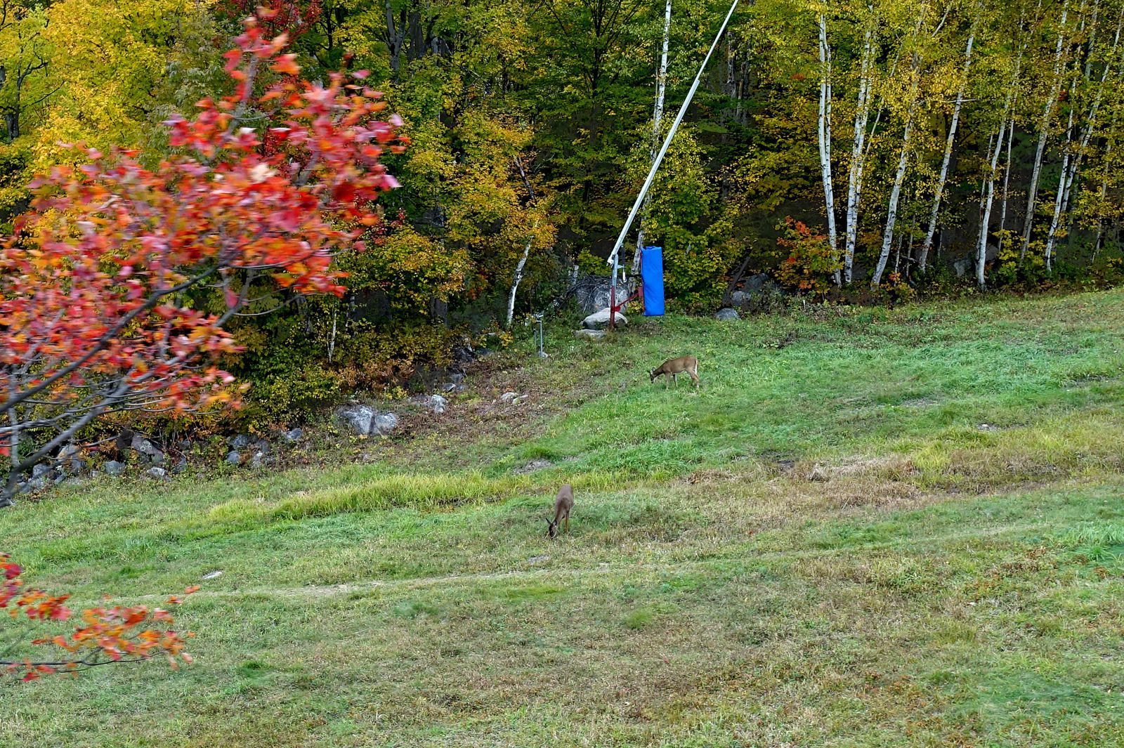 Mont Tremblant biches