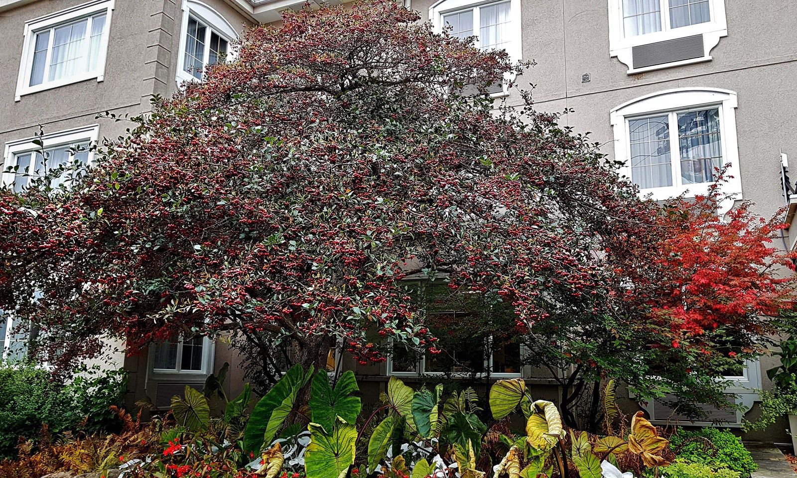 Mont-Tremblant arbre fruits rouges