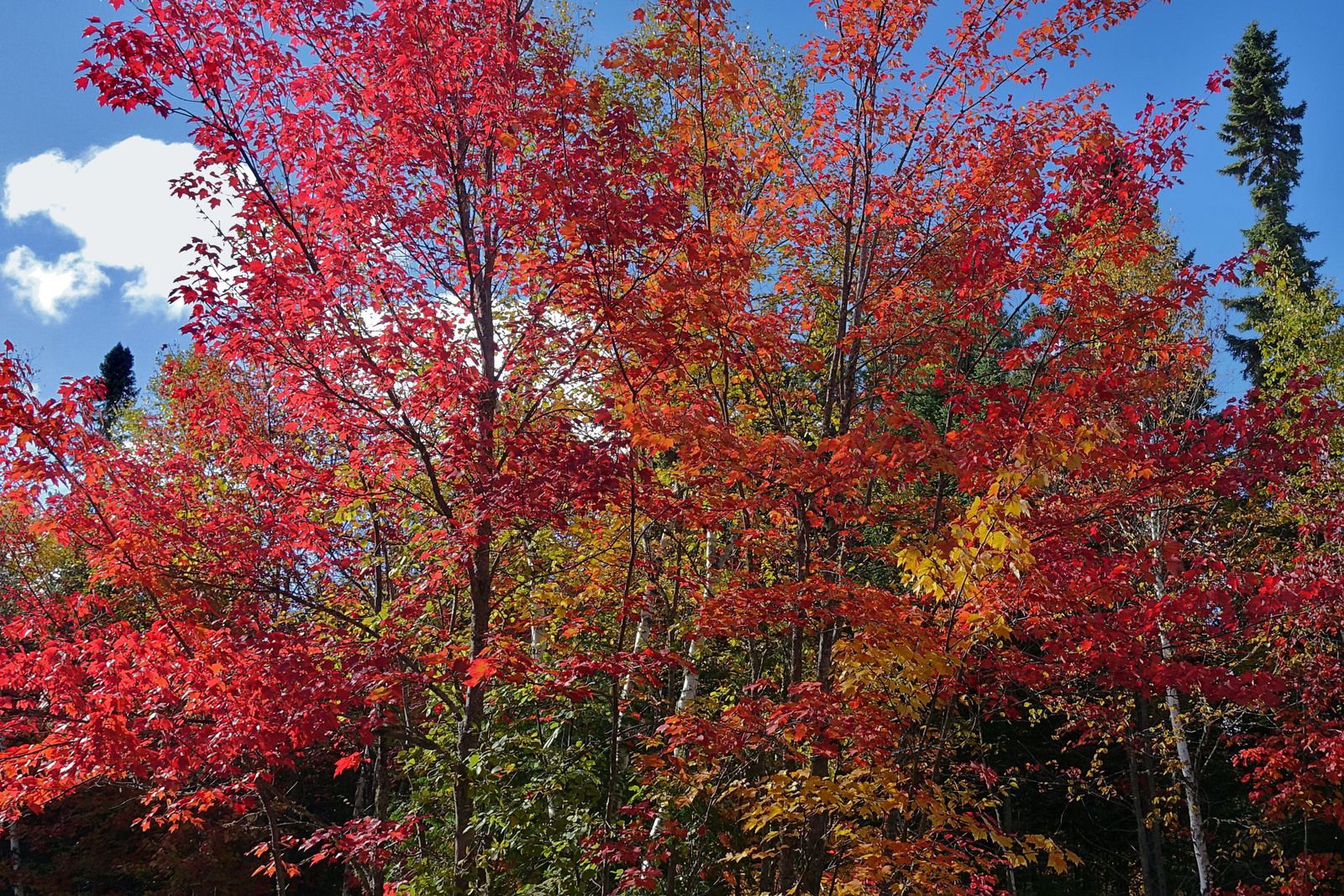 Mauricie en automne