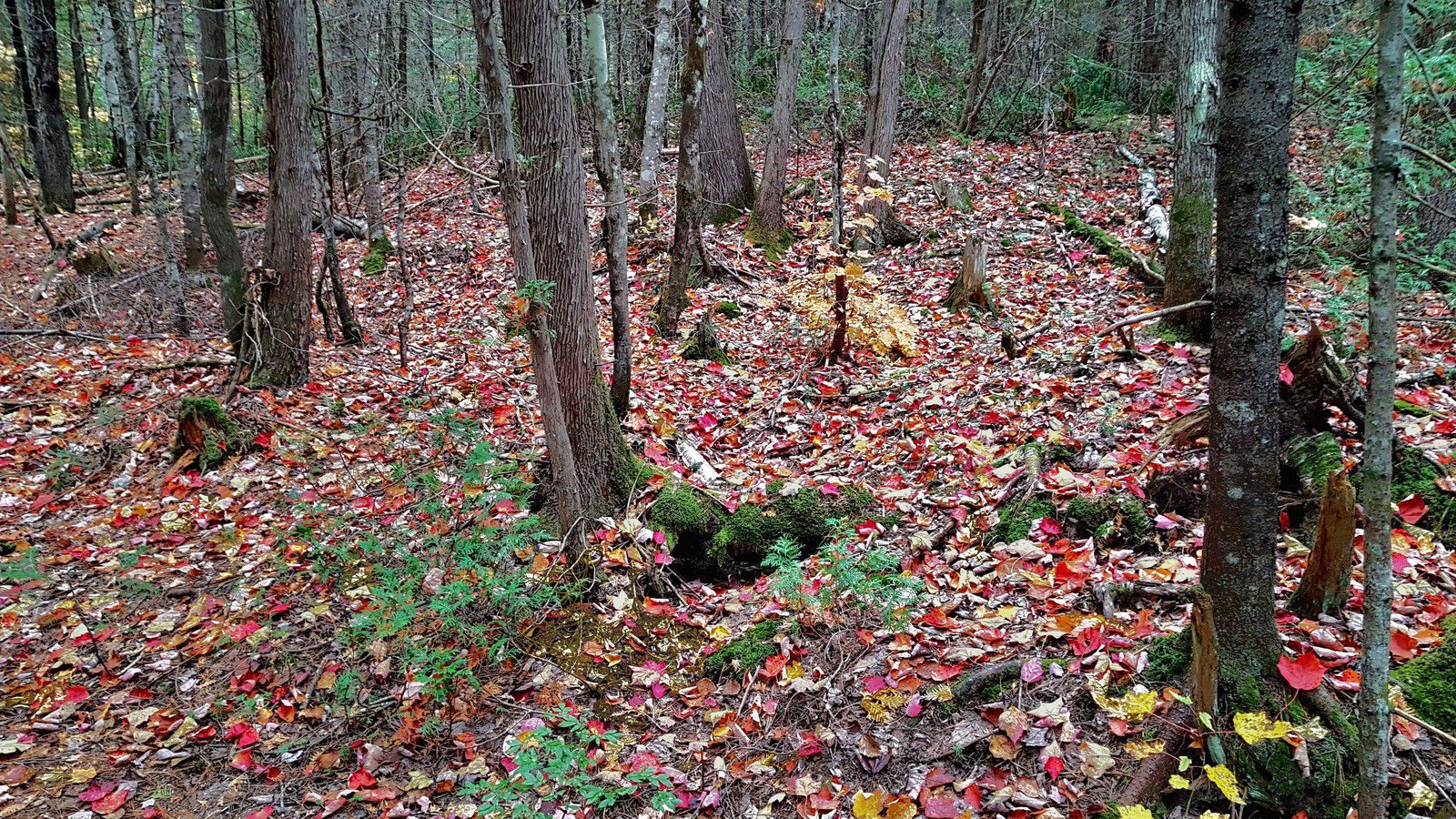 Mauricie Sentier des Cascades