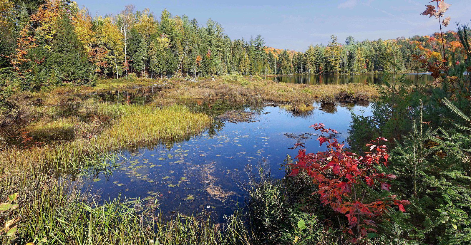 Lac Loutre tourbière