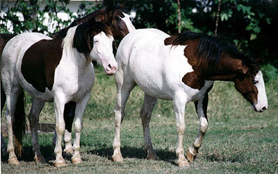 Photo : Wild Horses of Abaco Preservation society