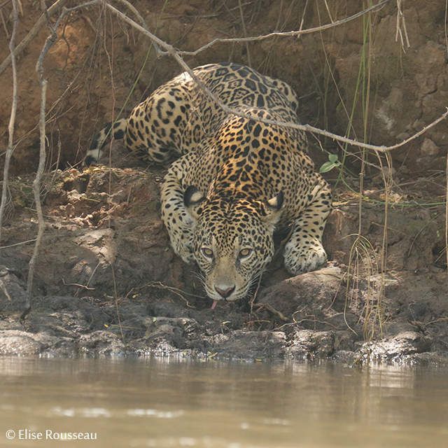 Le jaguar. Chronique Rencard dans la brousse