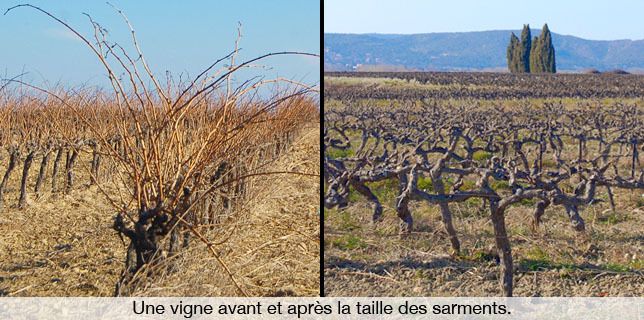 sarments de vigne avant et après la taille (émondage)