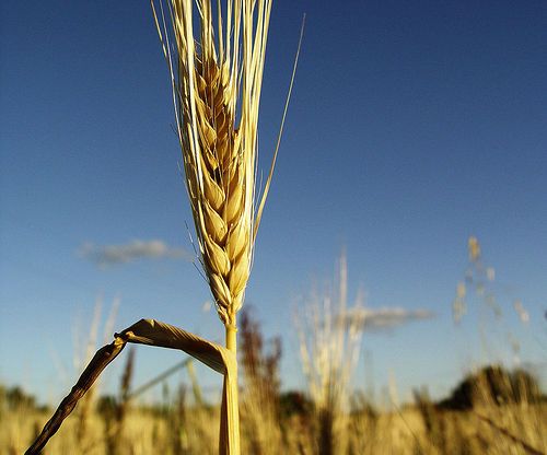 un épi de blé à partir d'un grain