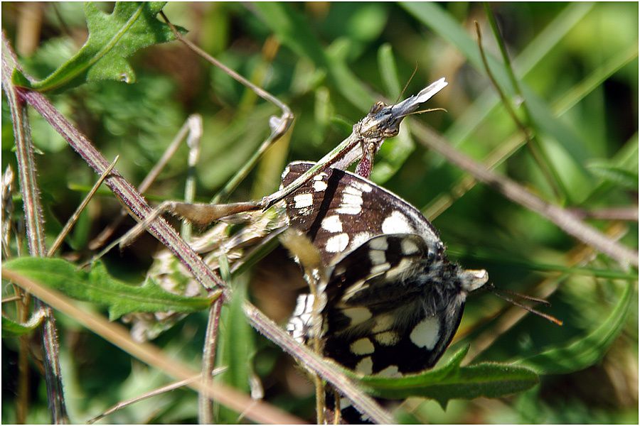 Colorado Provençal de Rustrel