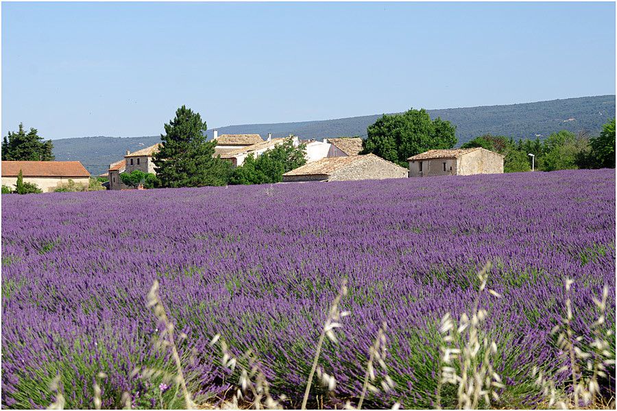 Champ de lavande dans le Lubéron