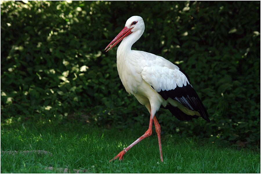 Le Puy du Fou - Août 2013 - Le Bal des Oiseaux Fantômes