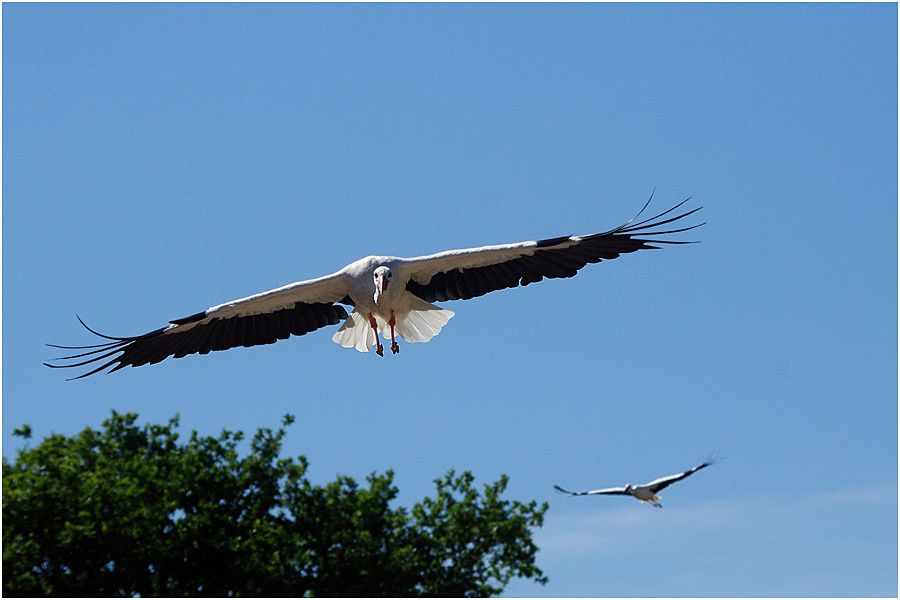 Le Puy du Fou - Août 2013 - Le Bal des Oiseaux Fantômes