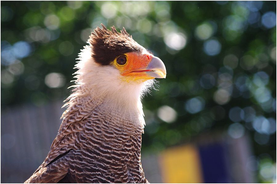 Le Puy du Fou - Août 2013 - Le Bal des Oiseaux Fantômes