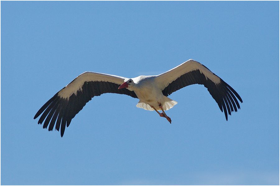 Le Puy du Fou - Août 2013 - Le Bal des Oiseaux Fantômes