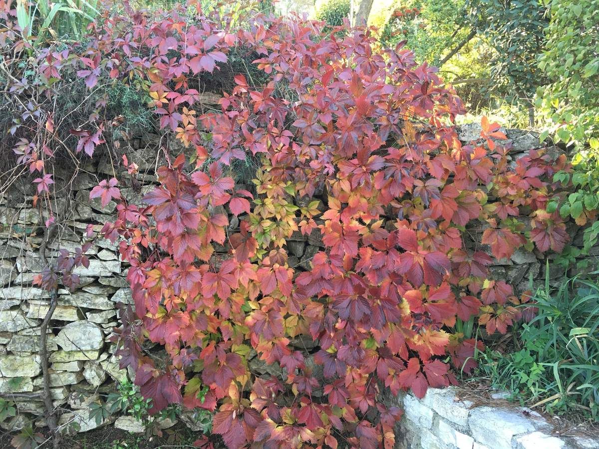 toutes les couleurs de l automne