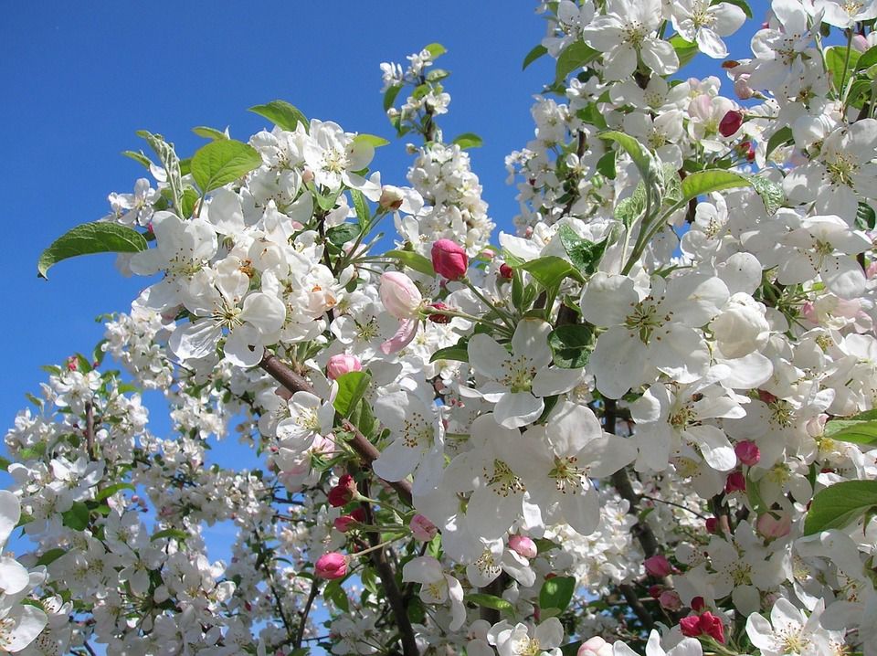 Pour fêter le début du printemps : un champ de pommiers en fleurs...
