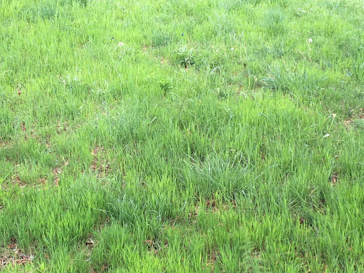 Le Monde De L Herbe