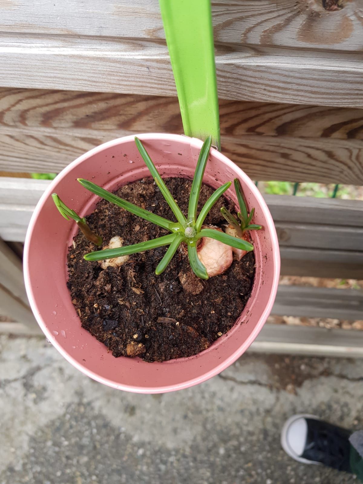 photos Agnès, Alicia, Emilie, Sabrina, Christelle 