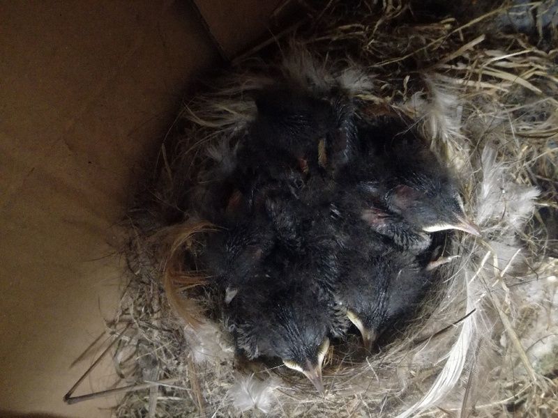 16/05/20_photos des mamans