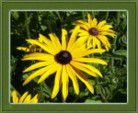 Rudbeckias