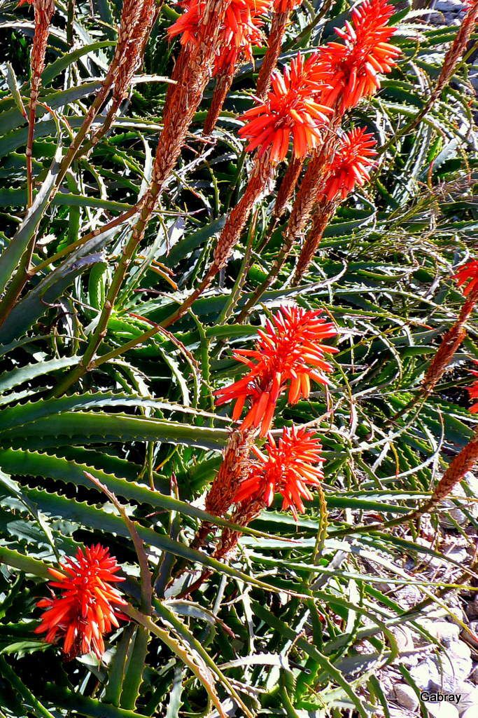 Plante grasse : fleurs rouges (Aloé vera) - Le blog de Gabray 31