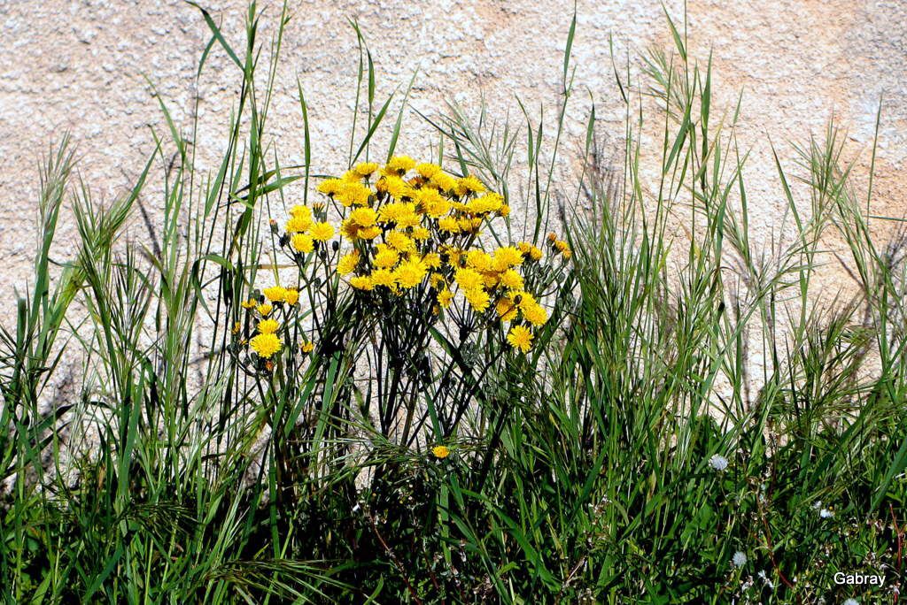 Fleurs jaunes sauvages - Le blog de Gabray 31