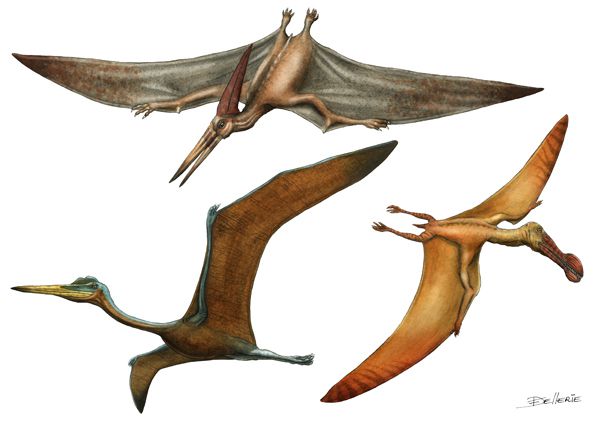 Illustrations paléontologiques à l'aquarelle